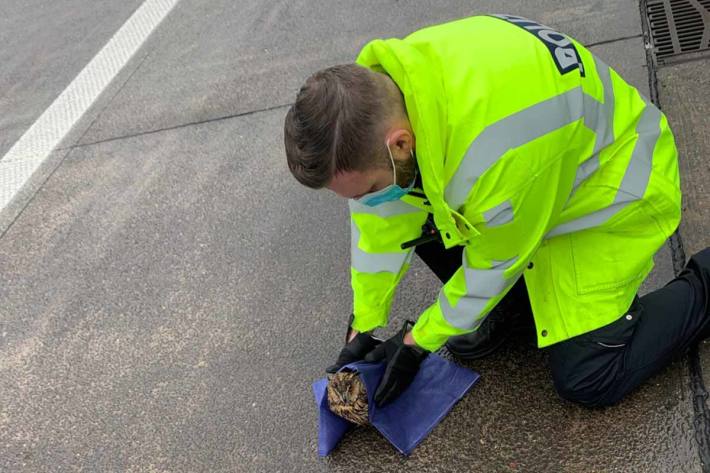 Die Autobahnpolizei Hannover hat eine Eule von der Autobahn gerettet