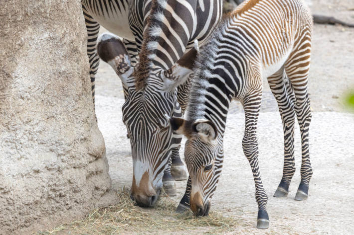 Ein weiteres Fohlen wird im Zoo noch erwartet.