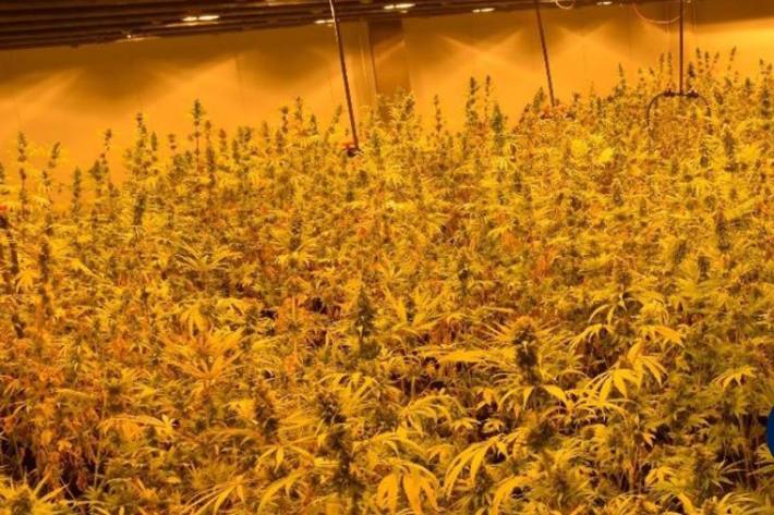2.000 Cannabispflanzen in Wien