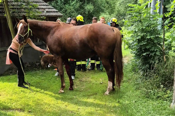 Dem Pferd geht es den Umständen entsprechend gut.