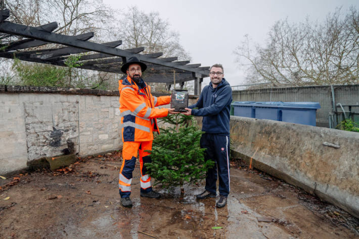 Weihnachtsbäume werden zu Pflanzenkohle