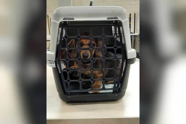 Dackelwelpen in Transportbox