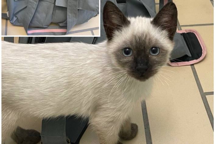 Vier junge Katzen ausgesetzt