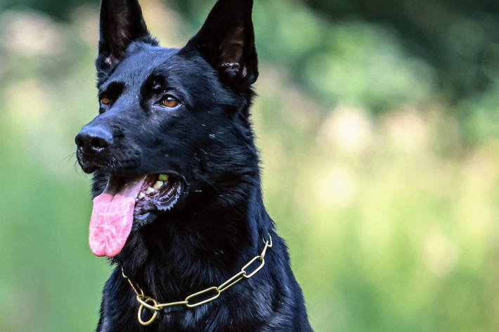Polizeihund Copper spürte gleich mehrere Verstecke auf.