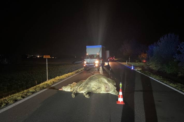 Beim Verkehrsunfall in Villmergen im Kanton Aargau ist eine Kuh und ein Kalb getötet worden.