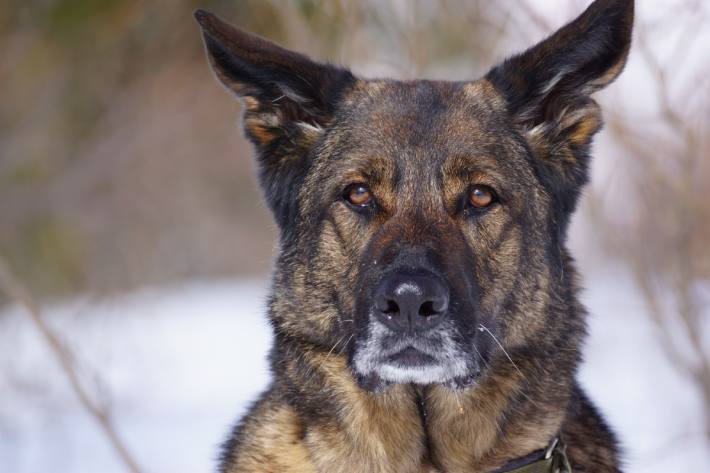 Polizeihund Cody hat einen mutmasslichen Einbrecher in Chur gestellt.