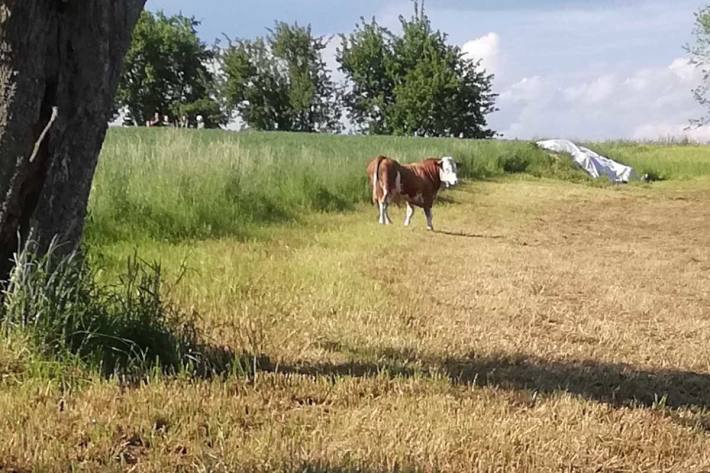 Stier entlief von Bauernhof in Schardenberg