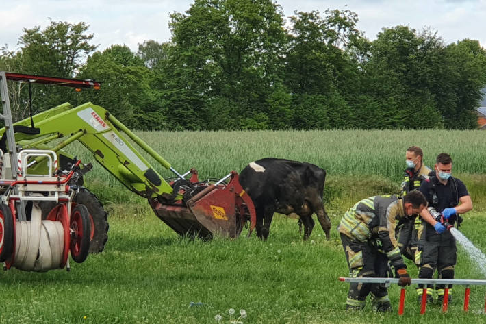 Feuerwehr rettet trächtige Kuh aus Güllekeller bei Bocholt