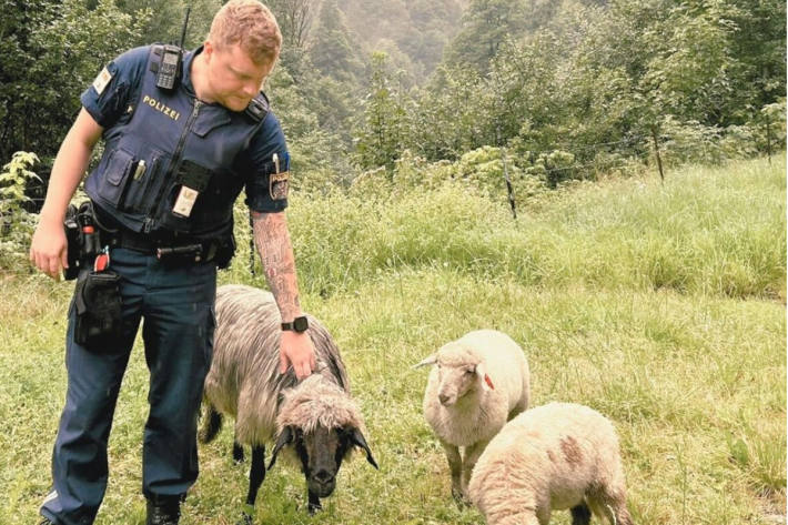 Mit polizeilichem Begleitschutz gelangten die Tiere zurück in die Sicherheit.