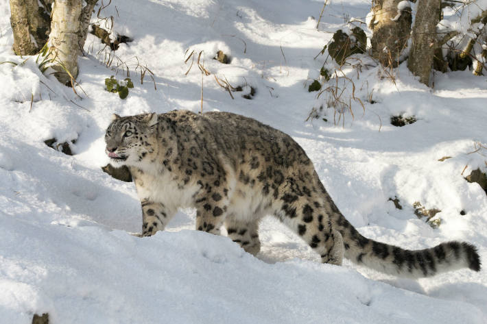 Dshamilja im Schnee (Januar 2017)