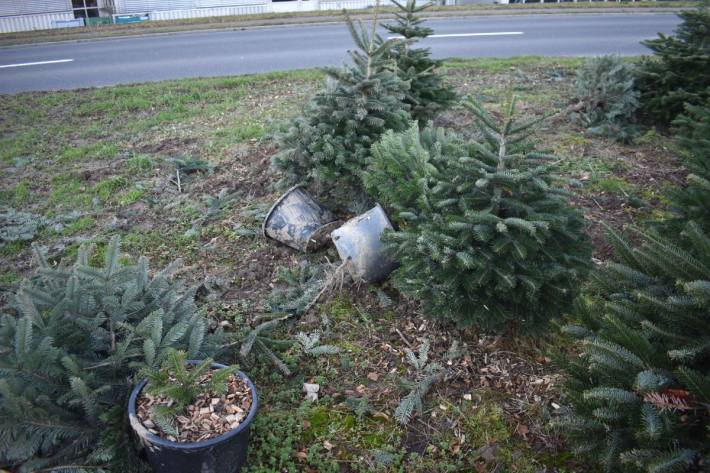 In eine Christbaumkultur gefahren