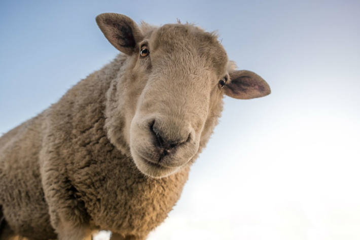 Leider konnte der Besitzer des eingefangenen Schafes nicht ausfindig gemacht werden (Symbolbild)