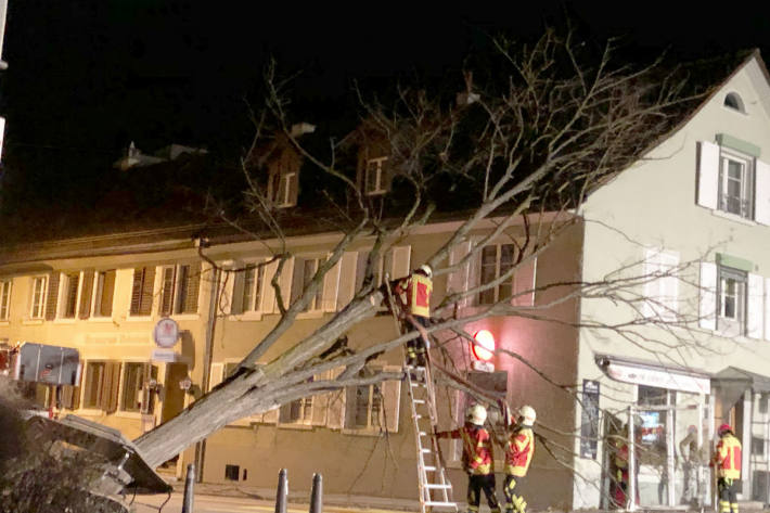 Ein Baum wurde entwurzelt.