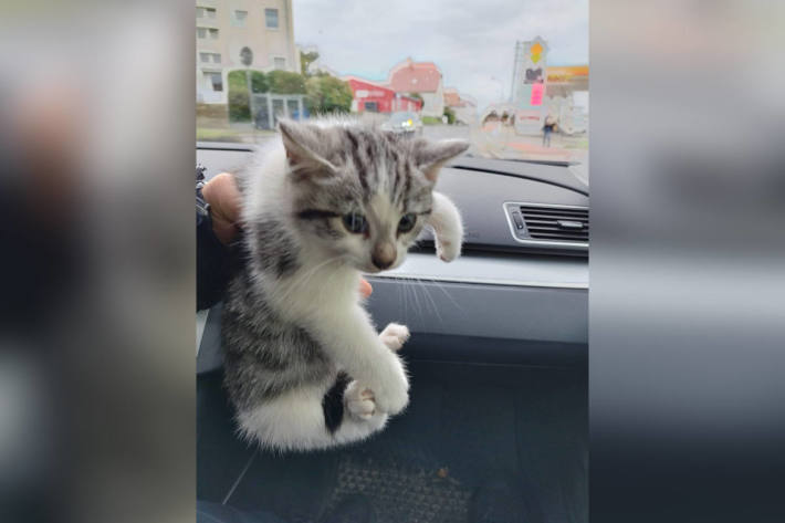 Ängstliche Katze sorgt für Polizeieinsatz in Bergen auf Rügen