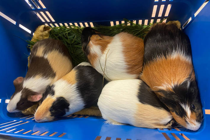 Immer wieder setzen Menschen Tiere aus, weil sie ihnen zur Last fallen.