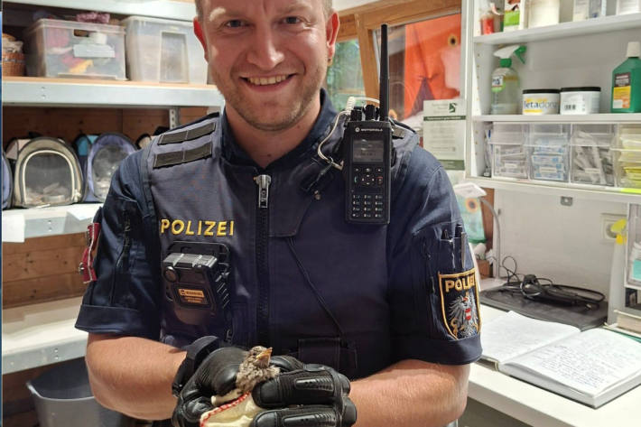 Der Jungvogel konnte an eine Greifvogelstation übergeben werden.