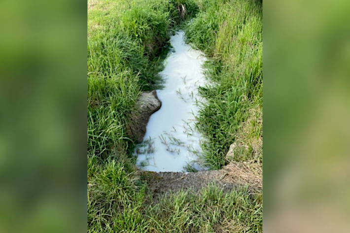 Molke verschmutzt einen Bach in Romont