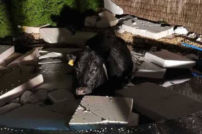 Die Kuh schien ruhig zu sein