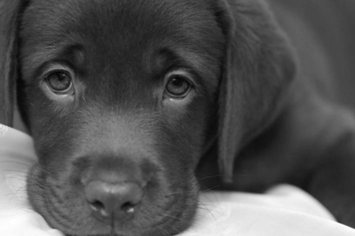 Wegen einem Welpen wollte sich eine ältere Frau nicht ins Krankenhaus bringen lassen. (Symbolbild)