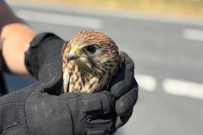 Der Turmfalke hatte sich den Flügel gebrochen.