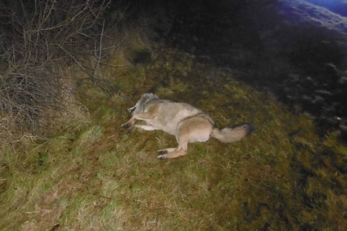 Bei Wildunfall auf der A4 vermutlich Wolf überfahren