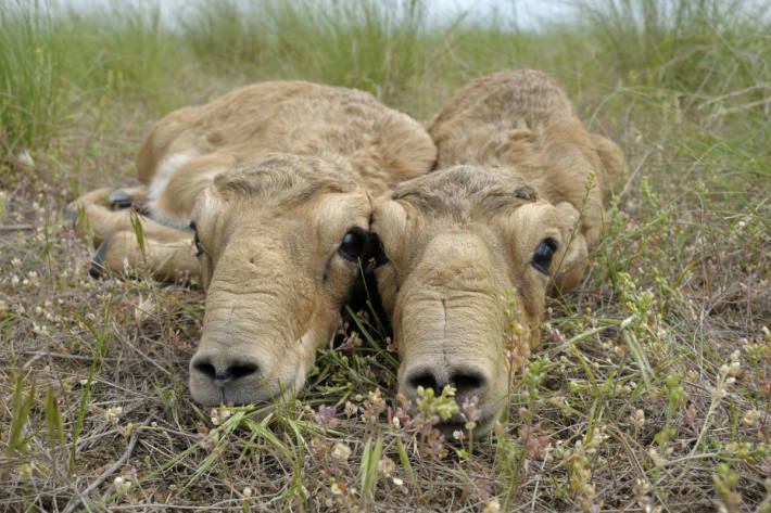 Zwei neugeborene Saiga-Antilopen