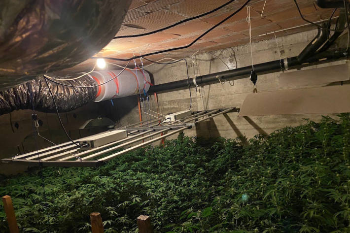 In Biel und Gampelen wurden bei Hausdurchsuchungen insgesamt über 1'500 Hanfpflanzen sichergestellt