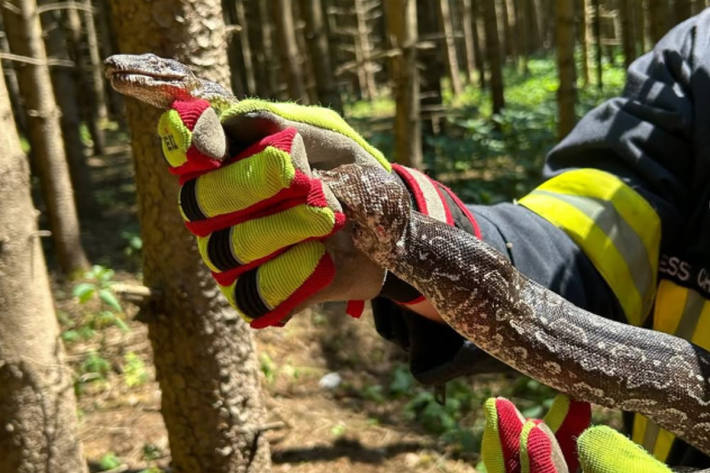 Die ungiftige Schlange wurde im Wald ausgesetzt.