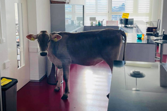 Polizei stellt flüchtige Kuh in der Mensa