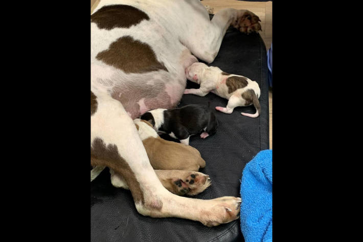 Die kleine Hundefamilie wurde von der Polizei in einer Tierklinik untergebracht 