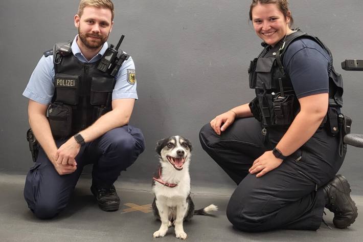 Herrenlosen Hund in der U-Bahn gefunden