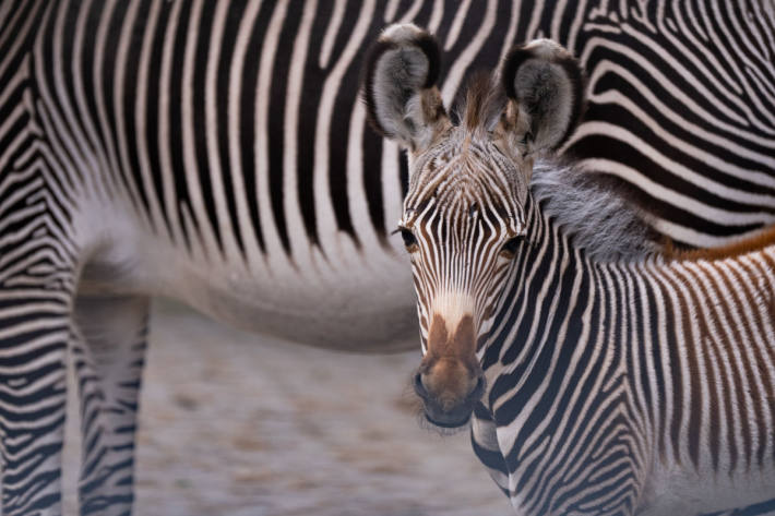 Die Fohlen sind ersten Grevyzebras, die im Zoo Zürich geboren wurden.