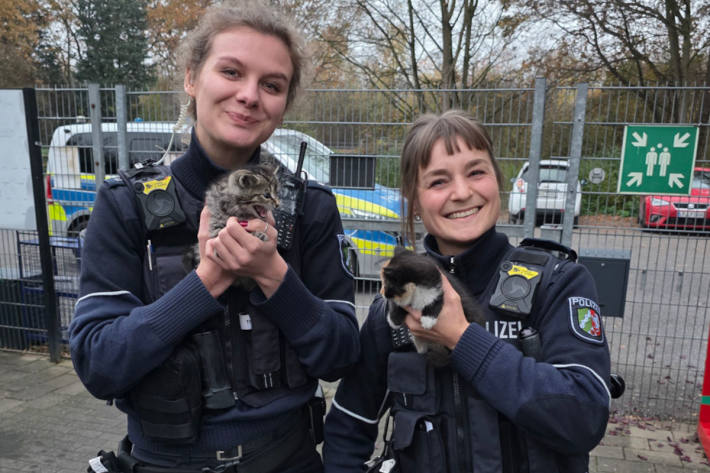 Voller Körpereinsatz für die Kätzchen.