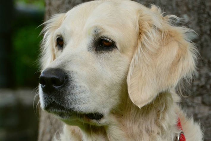 Noch ist nicht genau bekannt, welches Tier den Golden Retriever derart massiv angegriffen hat, dass er an den Folgen in Dömitz verendete (Symbolbild)