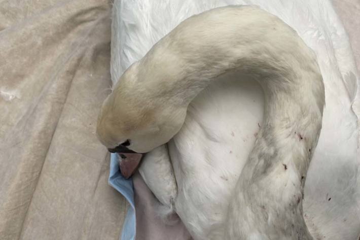 Brummifahrer rettet Schwan an der Autobahn in Mörfelden