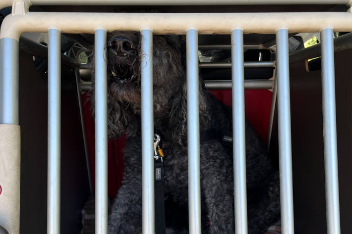 In dieser Box war der Hund im heißen Auto eingesperrt.