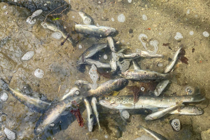 Auf einer Länge von 300 Metern verendeten sämtliche Bachforellen