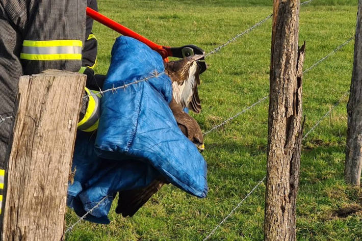 Feuerwehr befreit Greifvogel aus Stacheldraht in Wetter (Ruhr)