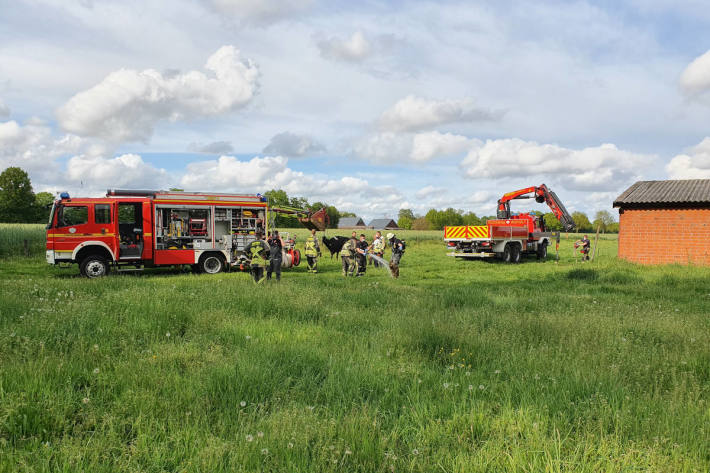 Feuerwehr rettet trächtige Kuh aus Güllekeller bei Bocholt