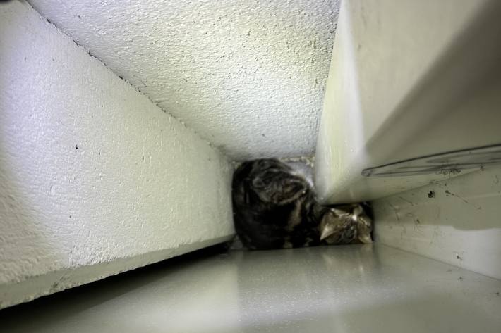 Katze hinter einem schweren Tresorschrank eingeklemmt 