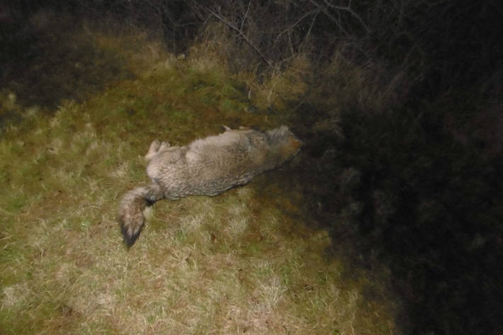 Bei Wildunfall auf der A4 vermutlich Wolf überfahren