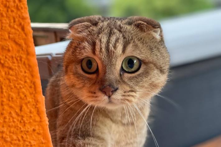 Im italienischen Ostiano bei Cremona wurde eine Frau vom Ehemann im Streit wegen einer Katze niedergestochen. (Symbolbild)