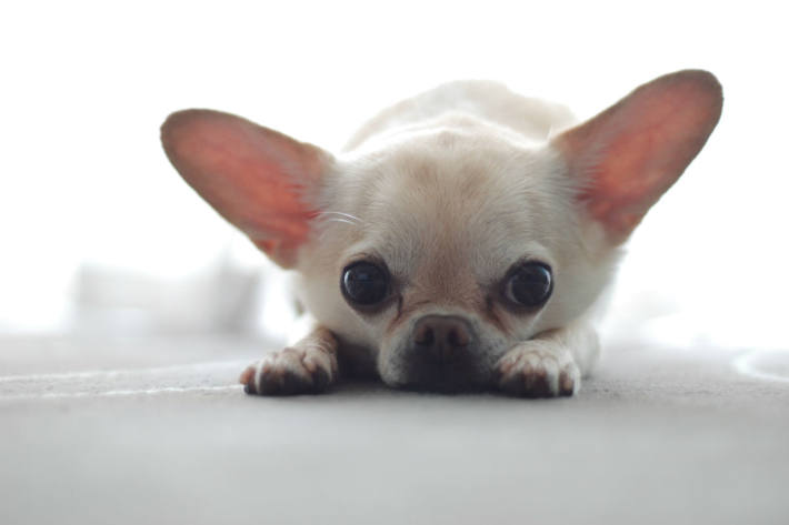 In Lörrach wurde ein Polizist von dem Chihuahua in den Finger gebissen (Symbolbild)