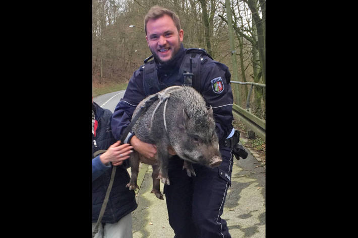 Hängebauchschwein Ursel