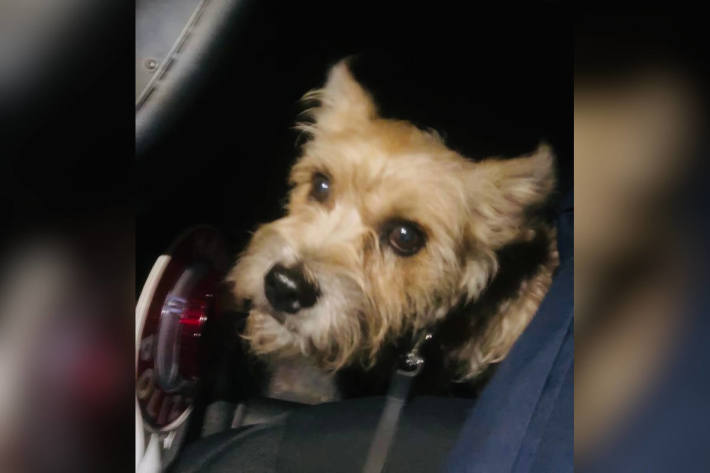 Herrchen in Haft – Hund "Lilli" dem Tierschutz übergeben