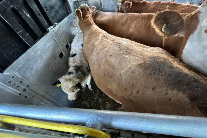 Der Lenker des Tiertransporters durfte seine Fahrt nicht fortsetzen.