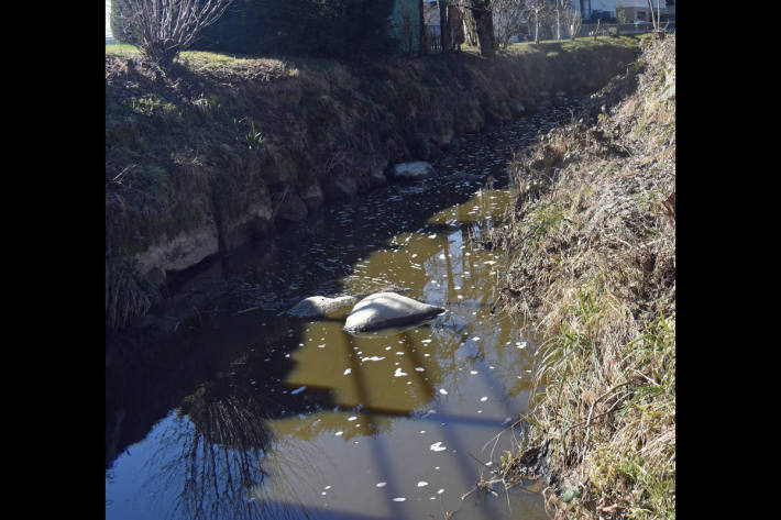 Gewässerverschmutzung durch Gülle führt zu Fischsterben in Rotheburg