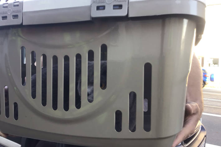 Die Feuerwehr rettete eine Katze.