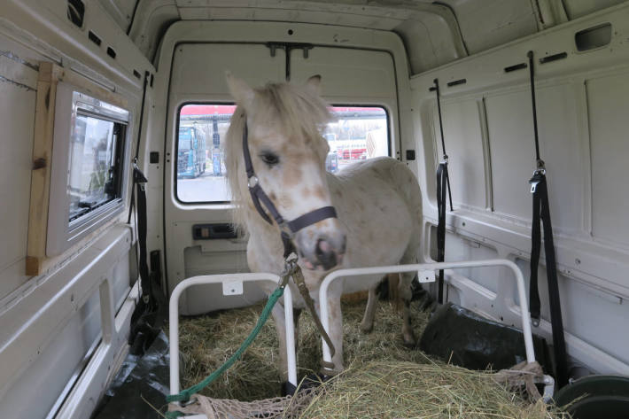 Pony Moonlight im Laderaum des Kleintransporters