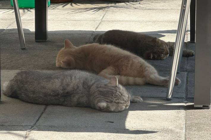 Unnötige Kosten vermeiden Katzenstreu ordnungsgemäss entsorgen